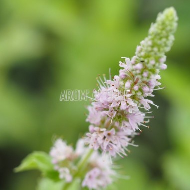 Menthe grise 2
