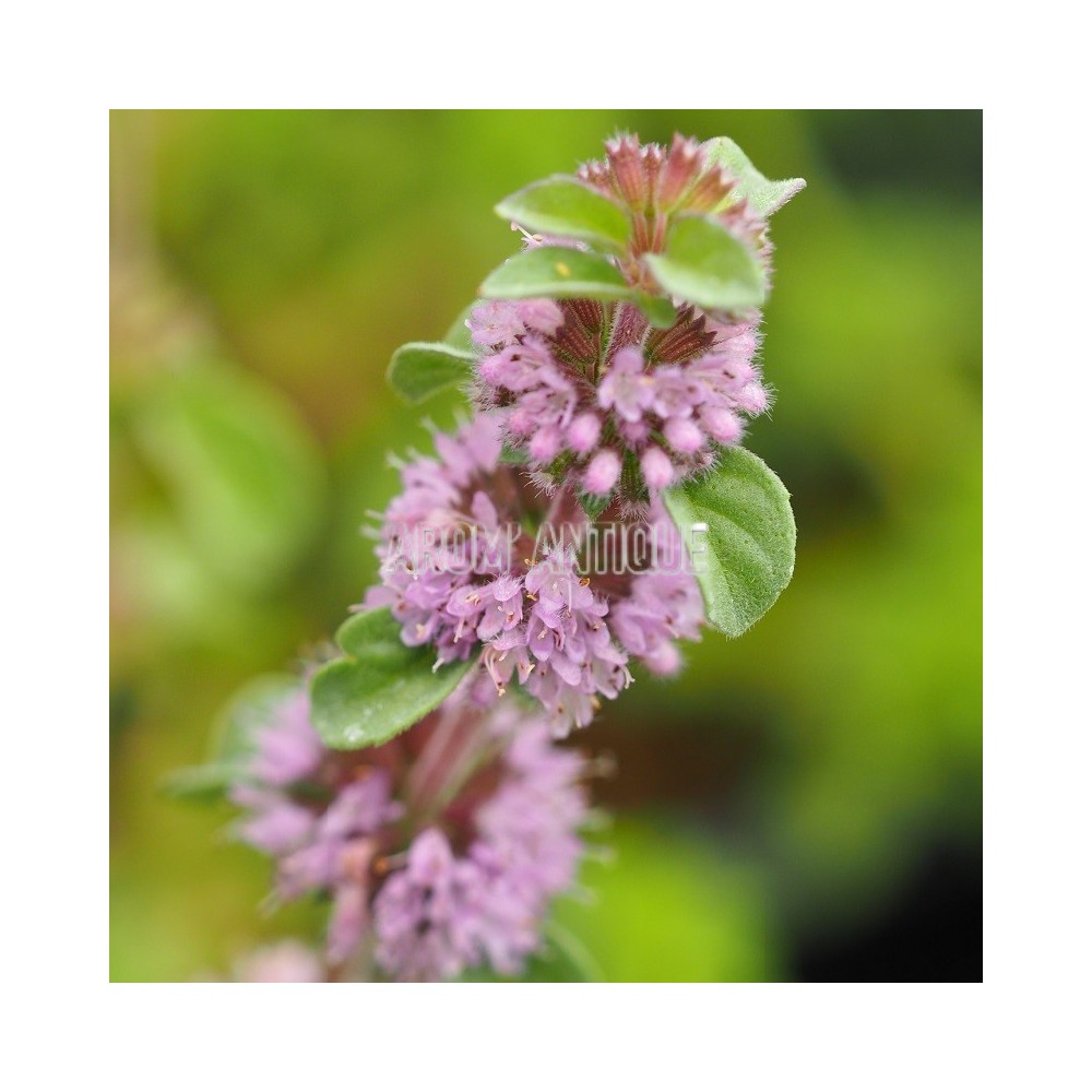 Menthe pouliot avec des fleurs