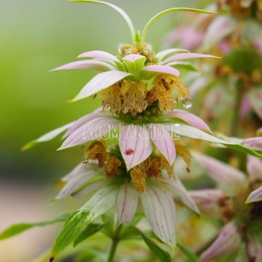 Monarde ponctuée Bio