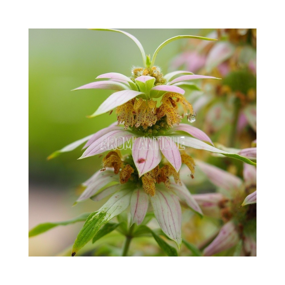 Monarde ponctuée