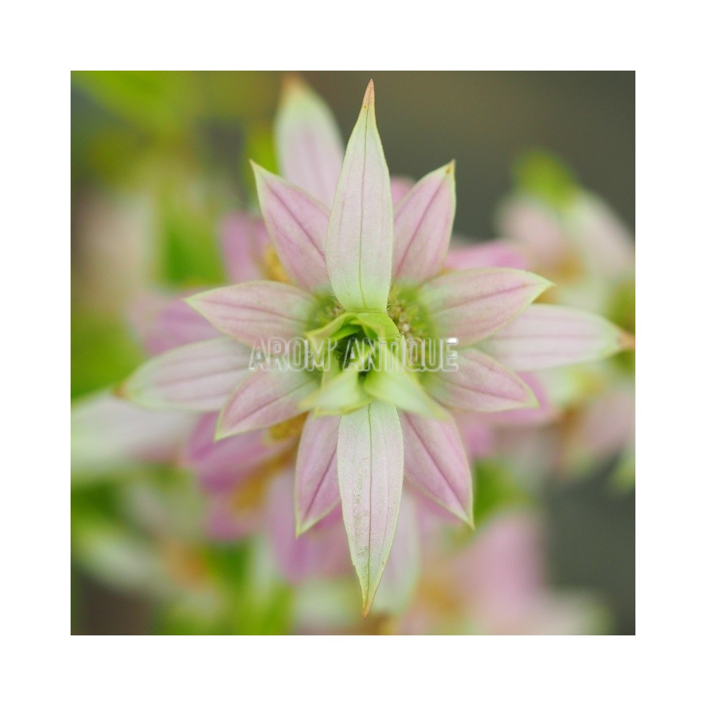 Monarde ponctuée
