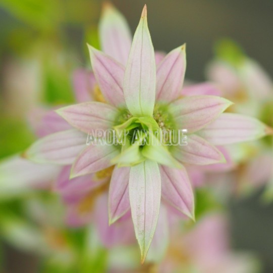 Monarde ponctuée