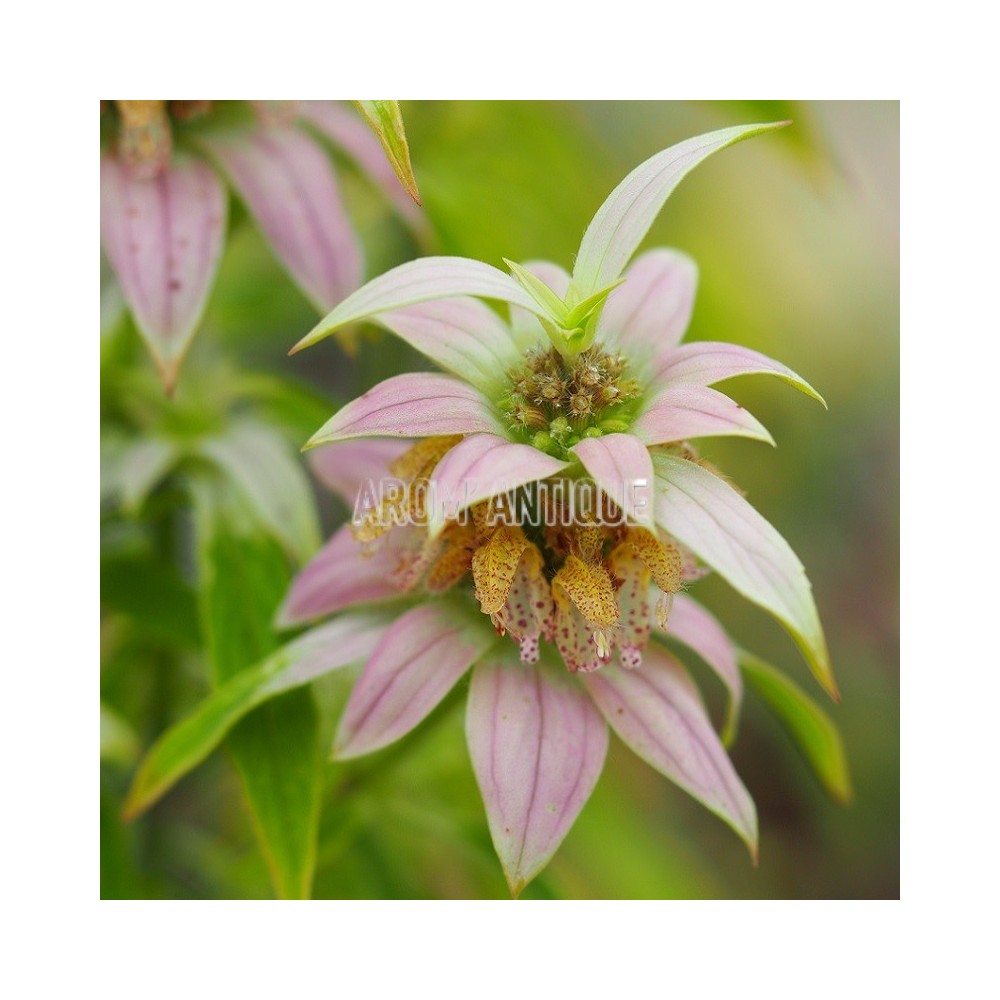 Monarde ponctuée