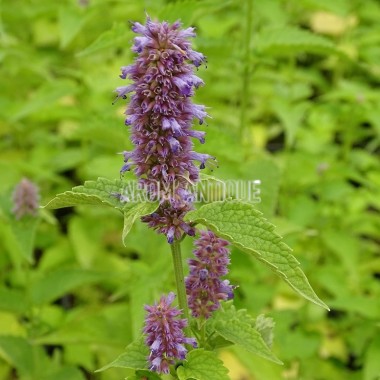 Agastache anisée 2