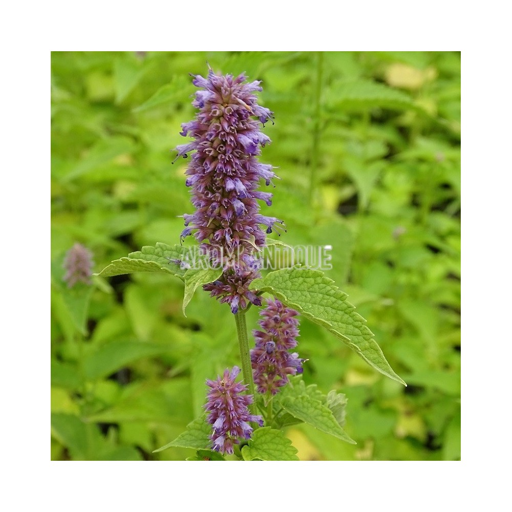 Agastache anisée