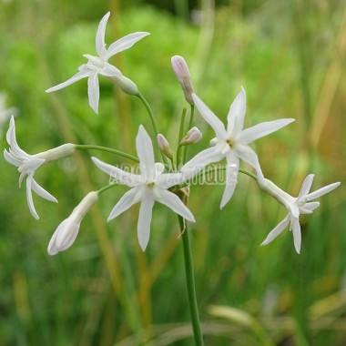 Ail d'Afrique du Sud à fleurs blanches 2
