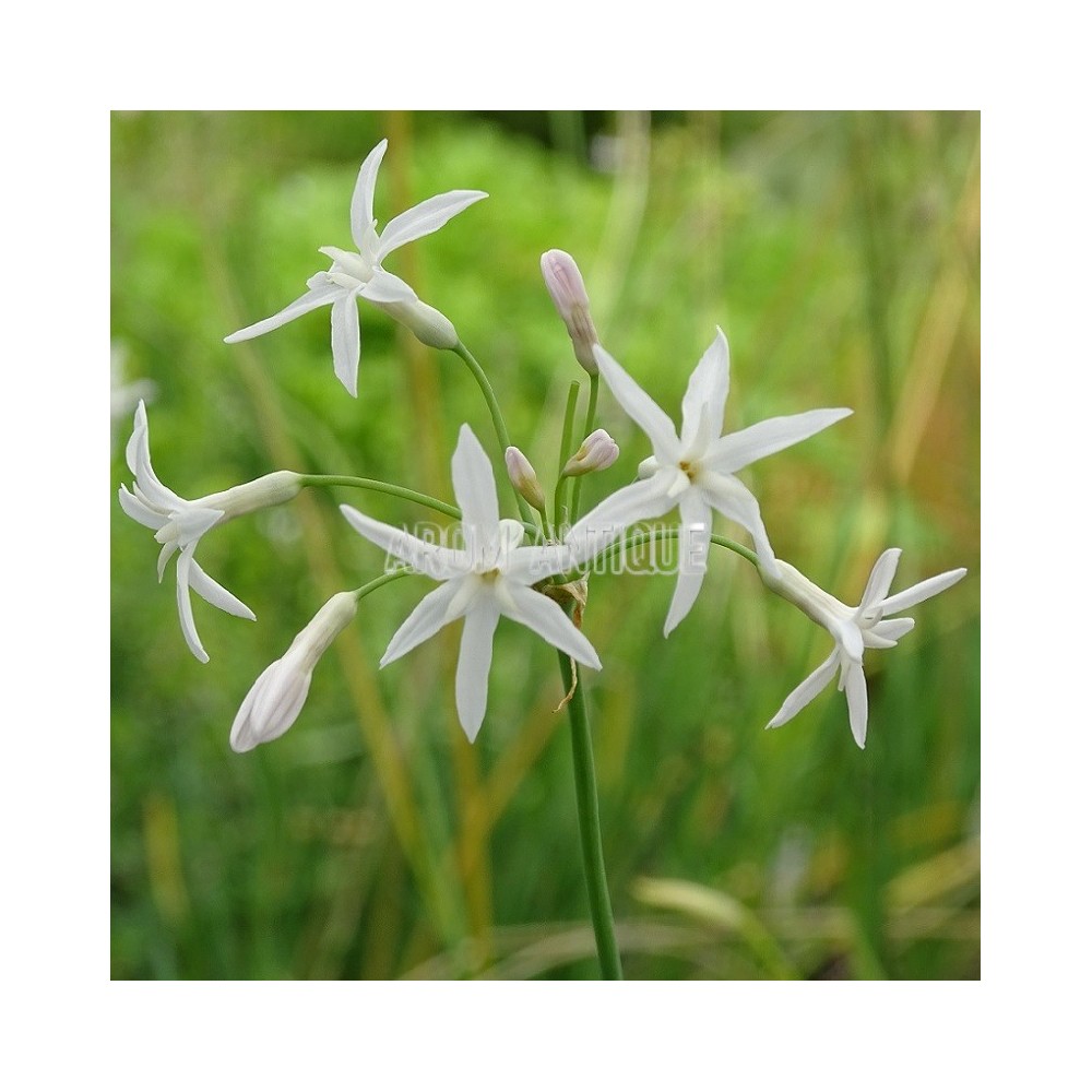 Ail d'Afrique du sud à fleurs blanches