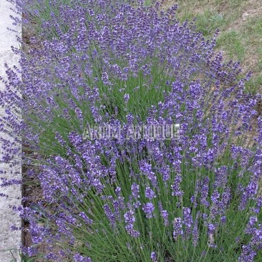 Lavandula angustifolia 'Anna' - Lavande fine de jardin sec