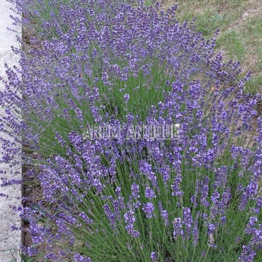 iris plant Purple Reign Bearded Iris main image 0