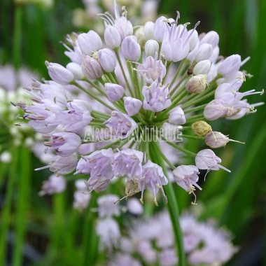 Ail 'Summer Beauty' bio, Allium 'Summer Beauty'. Arom'antique. 2