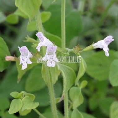 Calament nepeta en vente en godet de 9 2