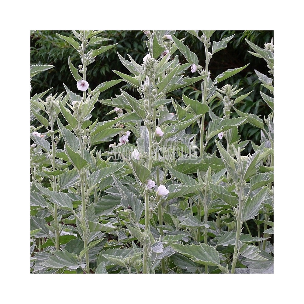Althaea officinalis, guimauve, Arom'antique, 450 aromatiques bio.