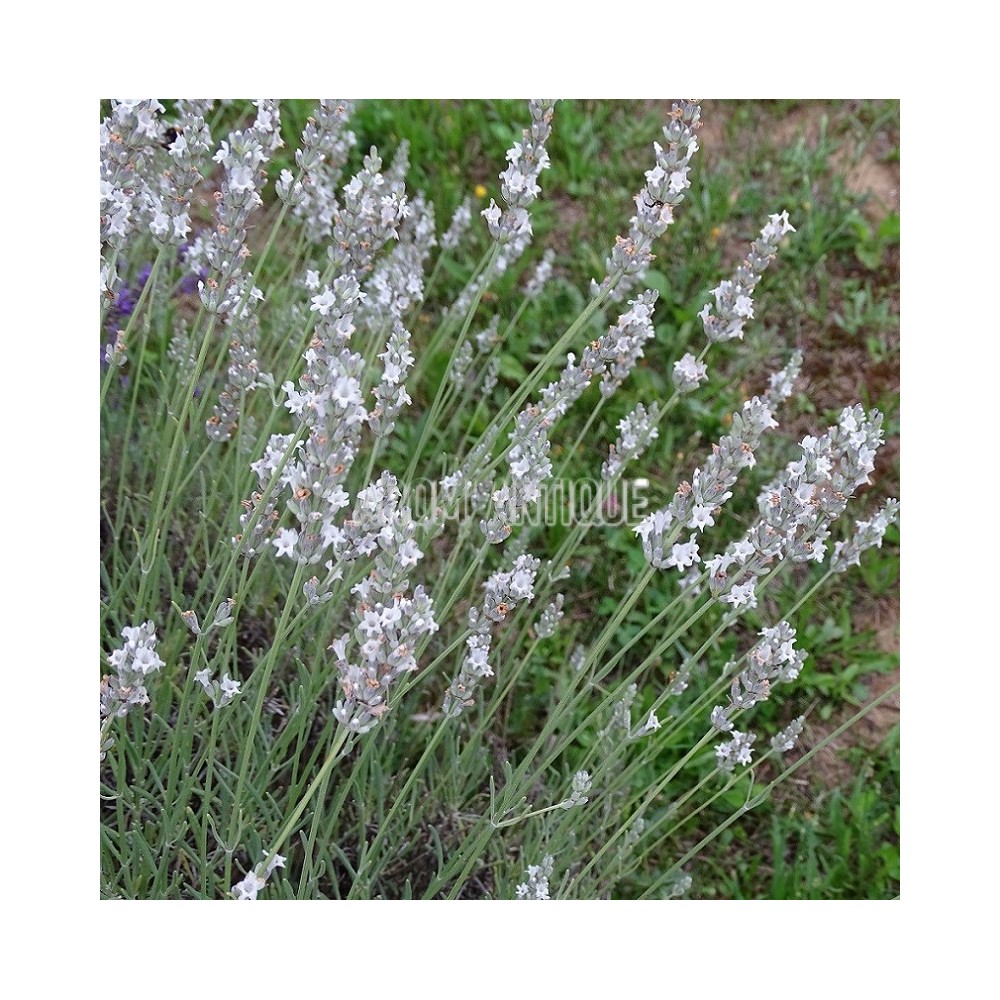 Lavande blanche