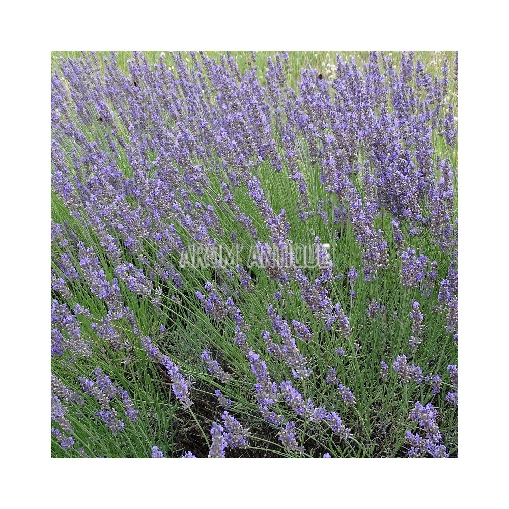 Lavandin Grosso, Lavandula x intermedia 'Grosso', Arom'antique.