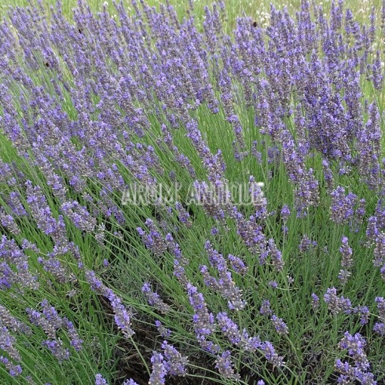 Lavandin Grosso, Lavandula x intermedia 'Grosso', Arom'antique.