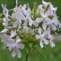 Saponaire officinale