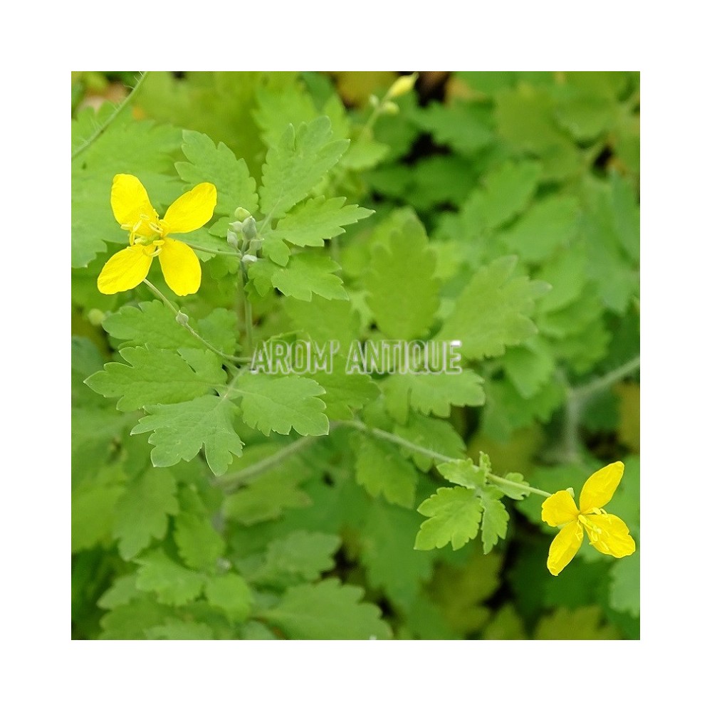 Plant de Chélidoine en godet de 9