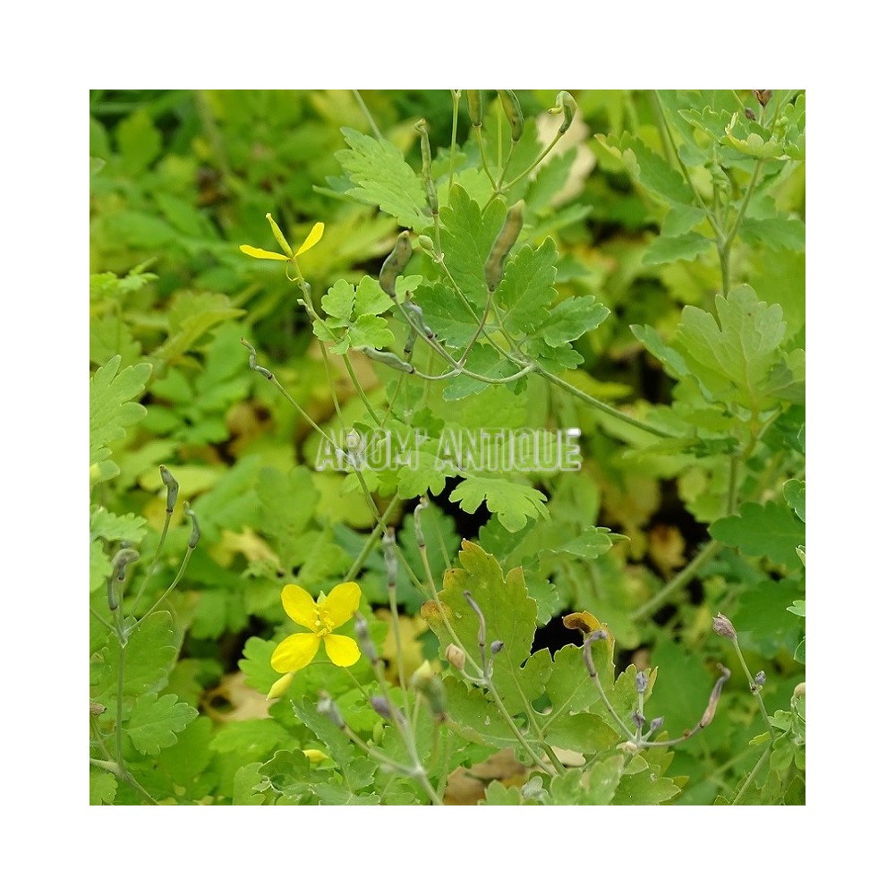 Chélidoine, vue d’ensemble avec feuilles et fleurs.