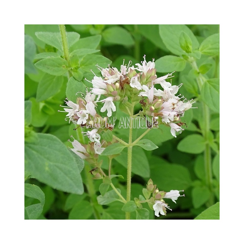 Origan laevigatum