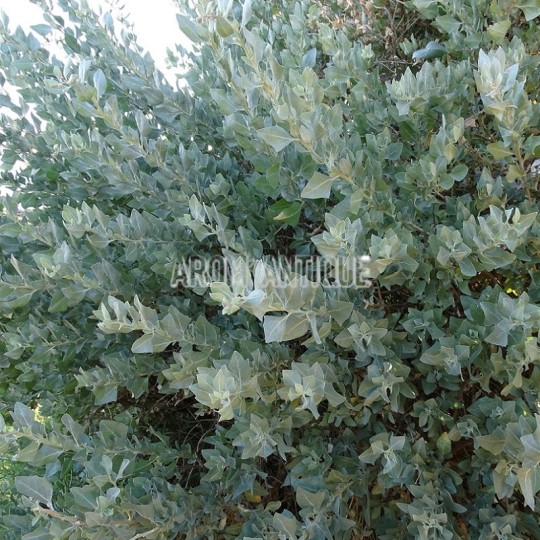Arroche de mer bio, pourpier de mer, Atriplex halimus, Arom'antique.