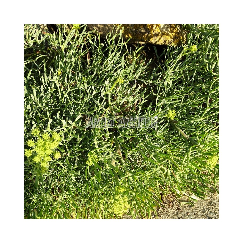 Criste marine, céleri de mer, perce pierre maritime,Crithmum maritimum