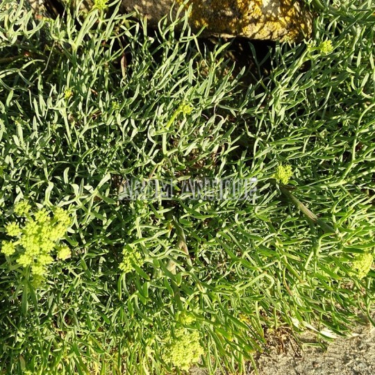 Criste marine, céleri de mer, perce pierre maritime,Crithmum maritimum