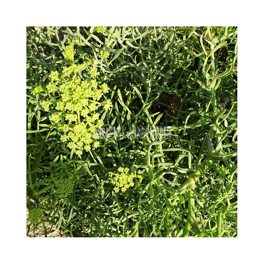 Criste marine, céleri de mer, perce pierre maritime,Crithmum maritimum