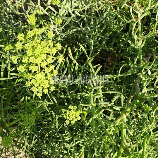 Criste marine, céleri de mer, perce pierre maritime,Crithmum maritimum