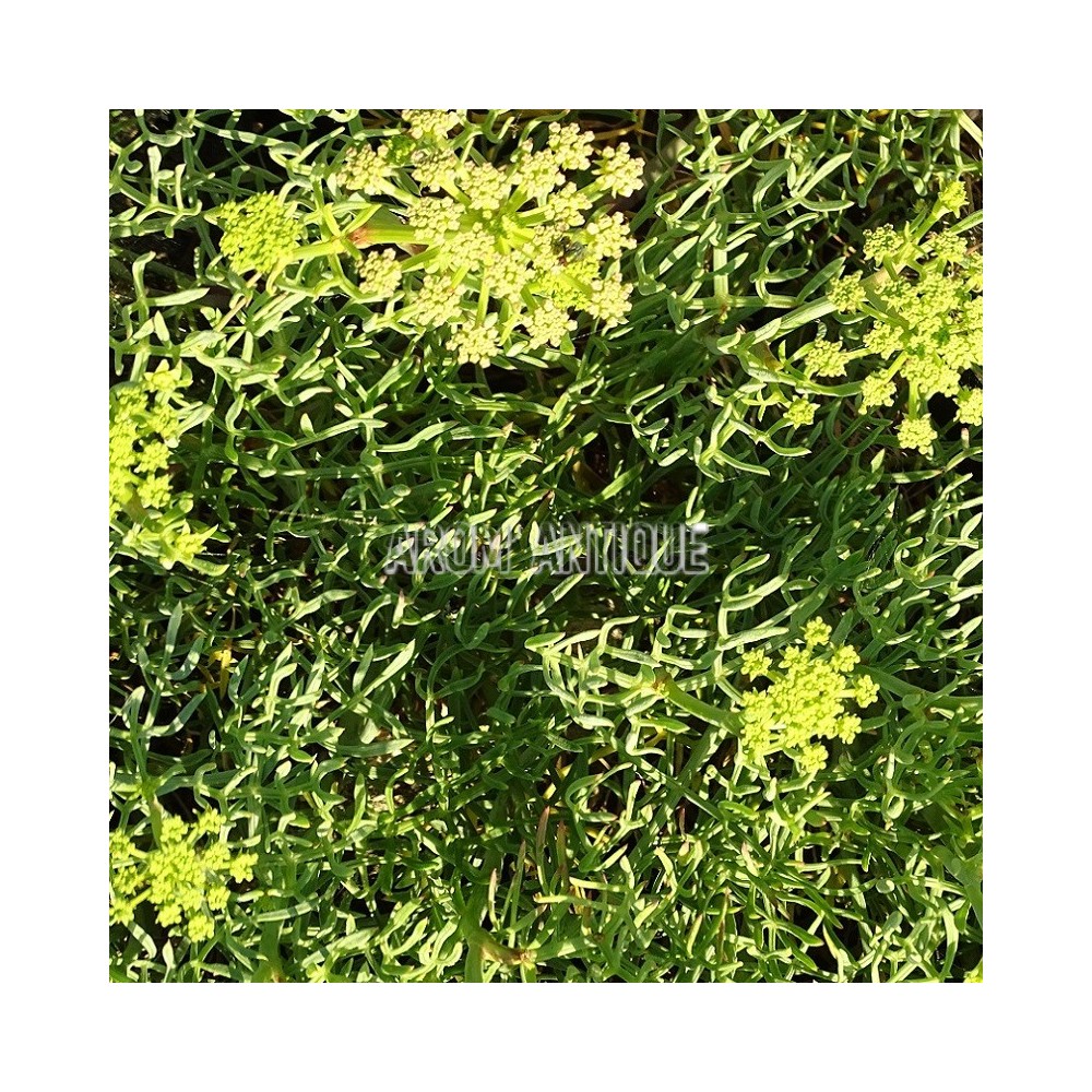 Criste marine, céleri de mer, perce pierre maritime,Crithmum maritimum