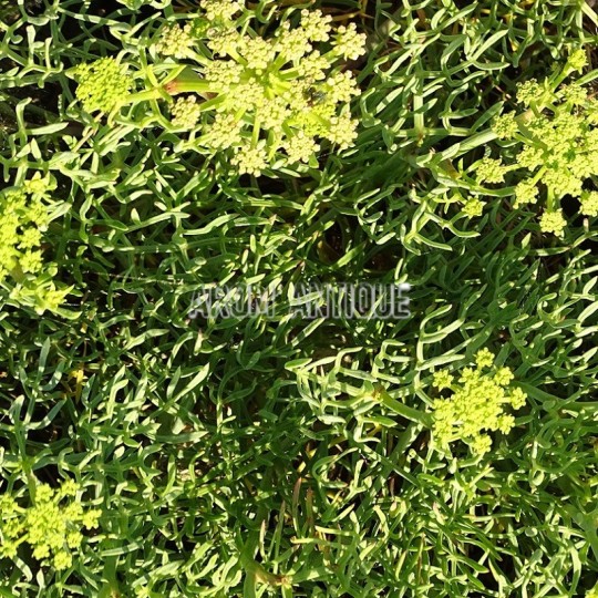 Criste marine, céleri de mer, perce pierre maritime,Crithmum maritimum
