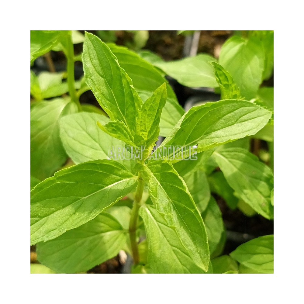 Menthe citron