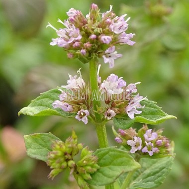 Menthe basilic 2