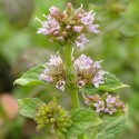 Menthe basilic