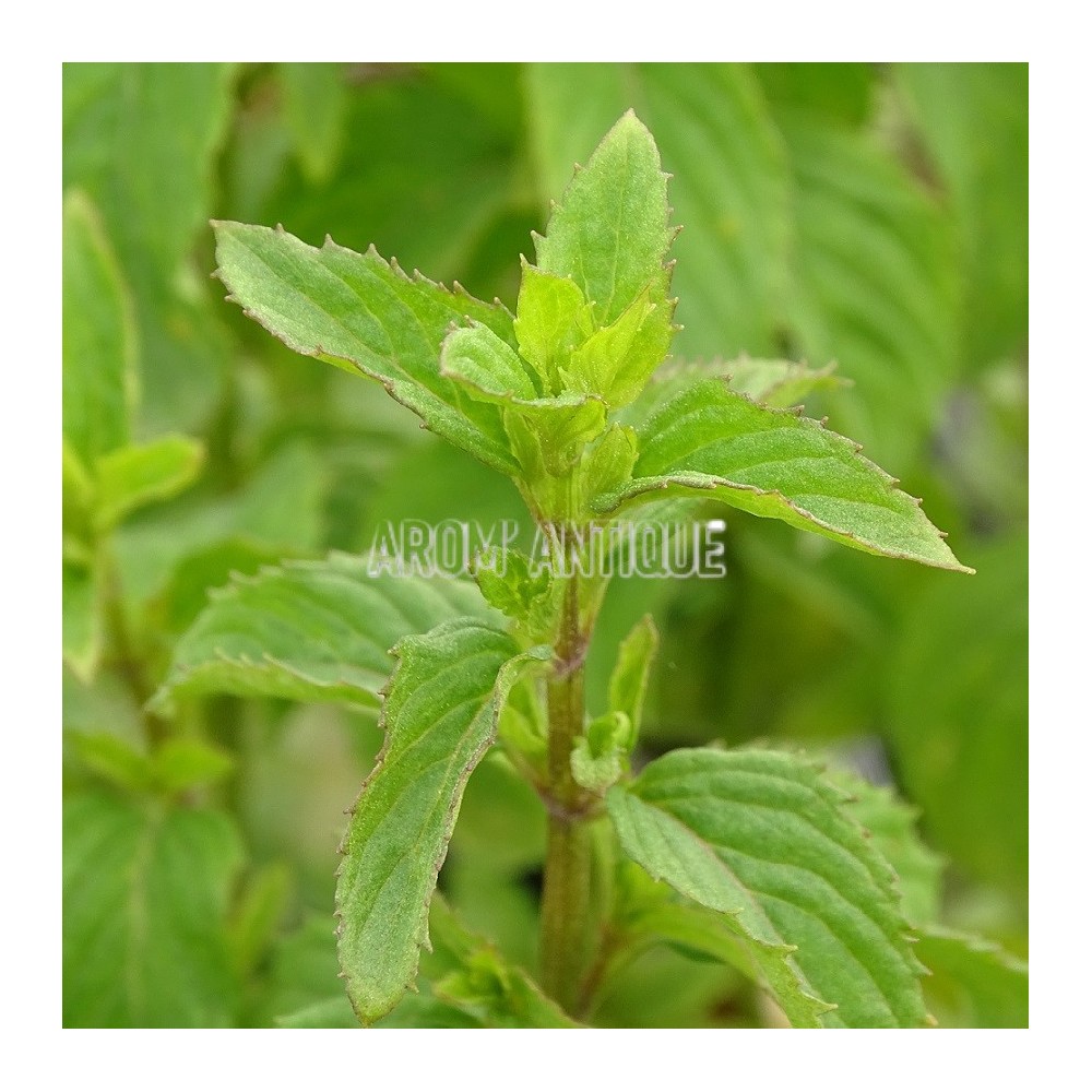 Menthe bergamote