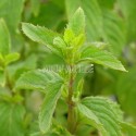 Menthe bergamote