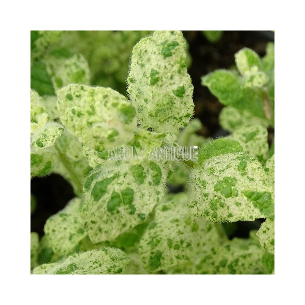 Menthe Calixte