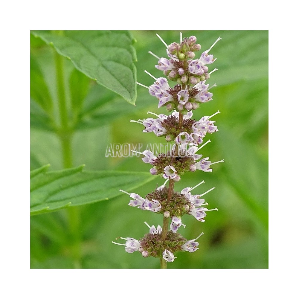 Menthe chinoise
