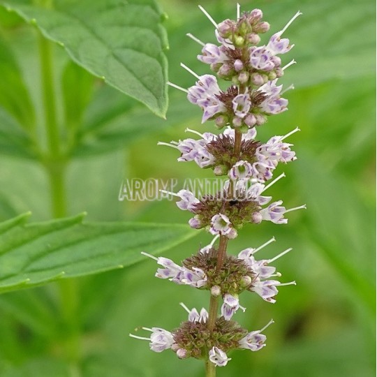 Menthe chinoise