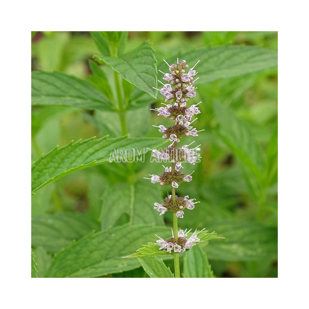 Menthe chinoise