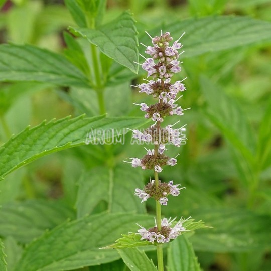 Menthe chinoise