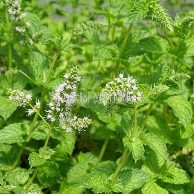 Menthe marocaine en fleurs