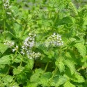 Menthe marocaine en fleurs