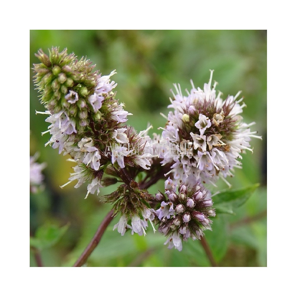 Menthe poivrée officinale