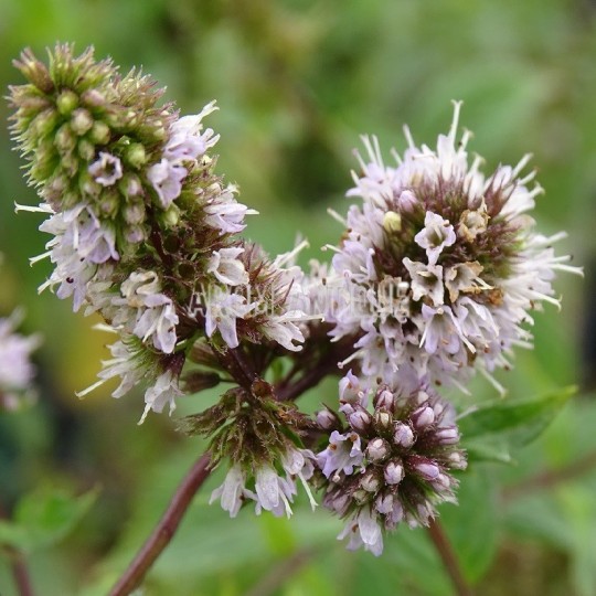 Menthe poivrée officinale