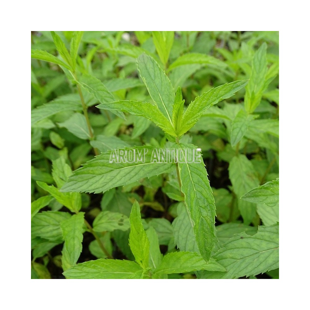 Menthe rouge