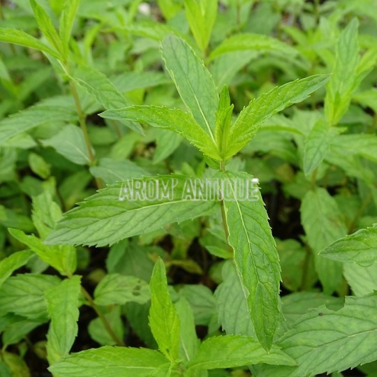 Menthe rouge