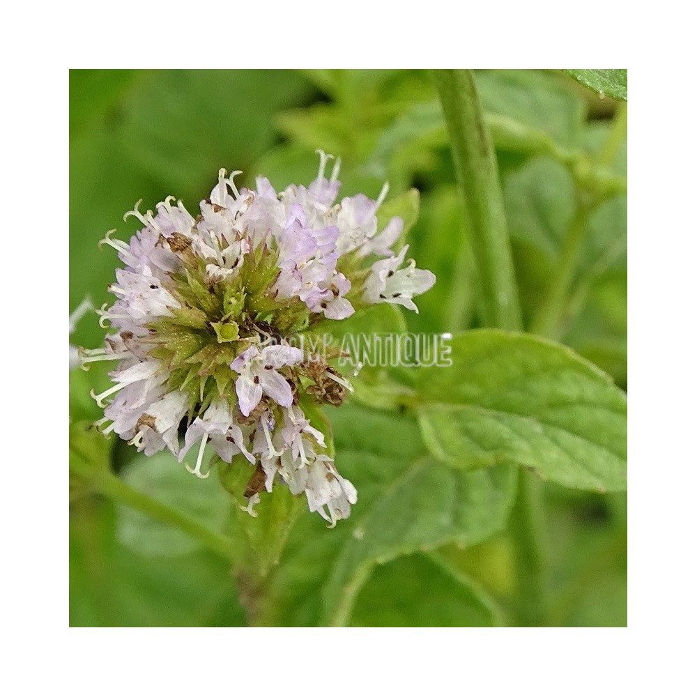 Menthe russe