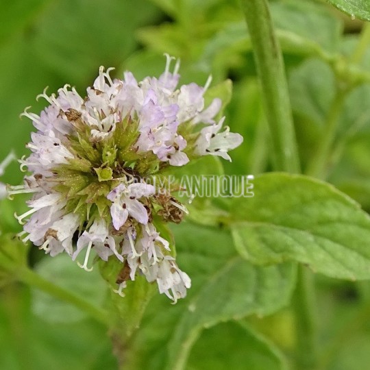 Menthe russe