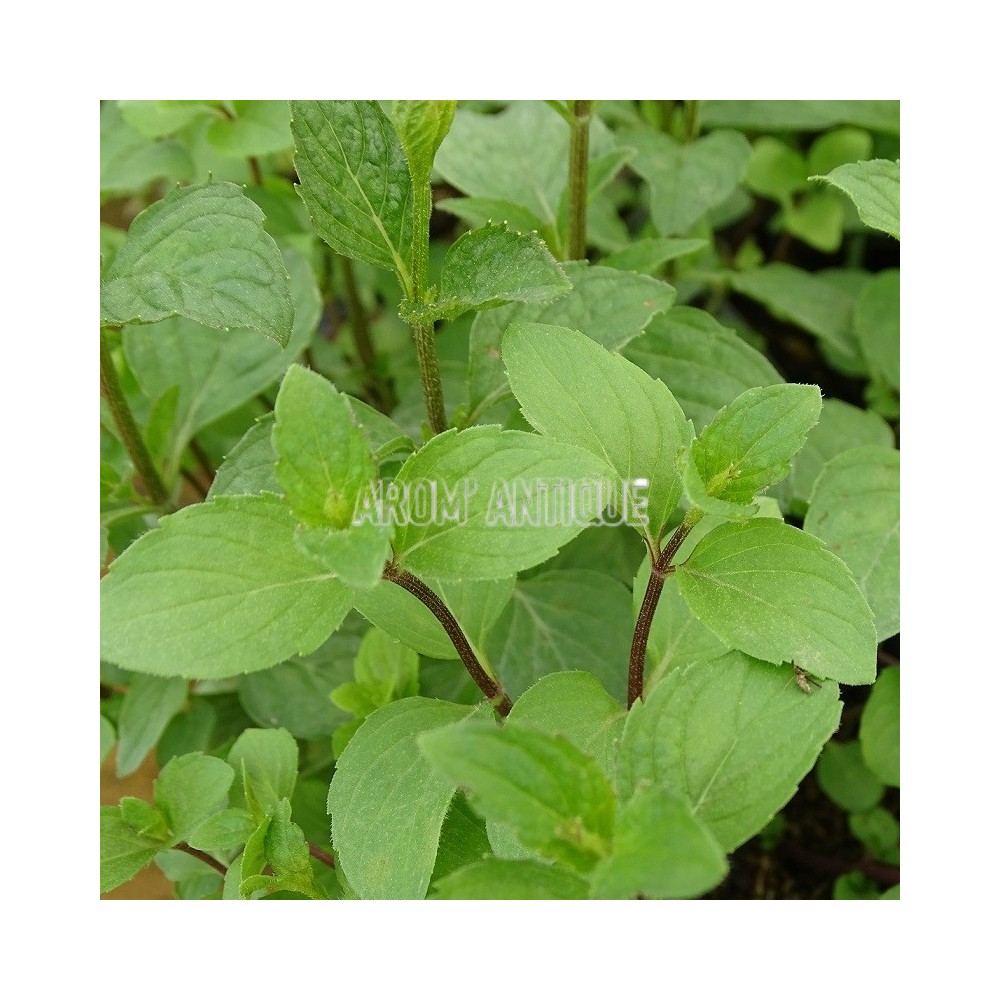 Menthe rubra