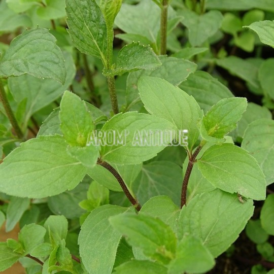 Menthe rubra